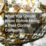 What You Should Know Before Hiring a Pest Control Company